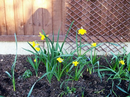 mixed Daffodils 
