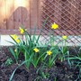 27_2_daffs1