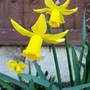 27_2_daffs_2