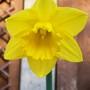 Daffodil (Narcissus)