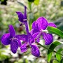 Mauve_orchid