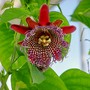 passionflower.jpg