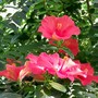 hibiscus.jpg