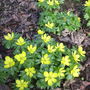 Winter Aconites  (Eranthis hyemalis) (Eranthis hyemalis (Winter aconite))