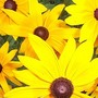 Blackeyedsusans07