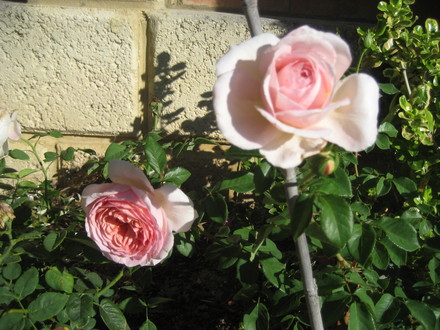 David Austin   'Abraham Darby'