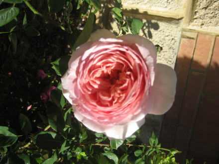 David Austin ' Abraham Darby '