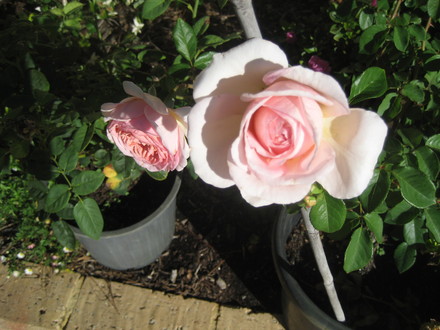 David Austin ' Abraham Darby '