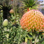 Spring_flowers_097