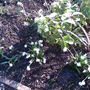 A garden flower photo (galanthus)