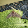 Priet_hawk_moth_007