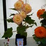 2006_shows006