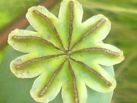 poppy (Papaver somniferum (Opium poppy))