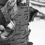 Curled bark (Betula papyrifera (Paper Birch))