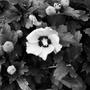 Rose of Sharon (Hibiscus syriacus)