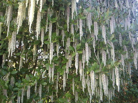 Garrya elliptica