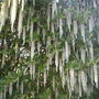 Kellietreeblossom