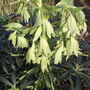 Helleborus foetidus