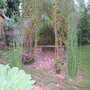 Willow Dome (Salix)