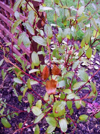 sick Ceonothus ? (Ceanothus x delileanus 'gloire de versailles')