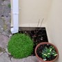 20_2_front_garden_acer_bed