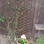 LONICERA Japonica repens