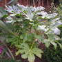 Fatsia (Fatsia japonica (Japanese aralia))