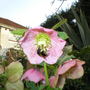Bee visiting Helleborus (Helleborus)