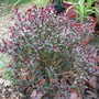 Hebe (Hebe 'Caledonia')
