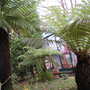 Tree ferns (Dicksonia antarctica (Soft tree fern))