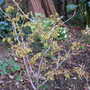 witch hazel (Hamamelis x intermedia (Witch hazel) 'Arnold Promise')