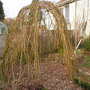 Willow dome (salix)