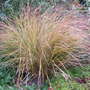 Calamagrostis arundinacea (Calamagrostis arundinacea)