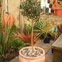 Olive (Olea europaea)
