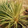 Cordyline (cordyline)