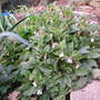 comfry (Symphytum)