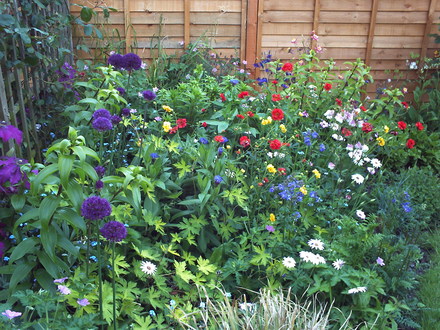 A garden flower photo