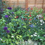 A garden flower photo