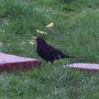 Male Black Bird....