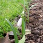 Snowdrops (Galanthus nivalis)