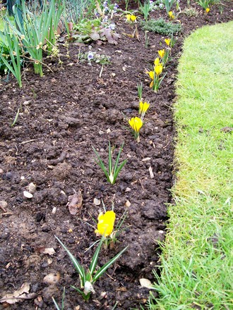 Spring Crocus 2008