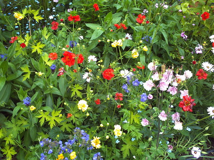 A garden flower photo