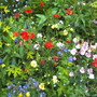 A garden flower photo