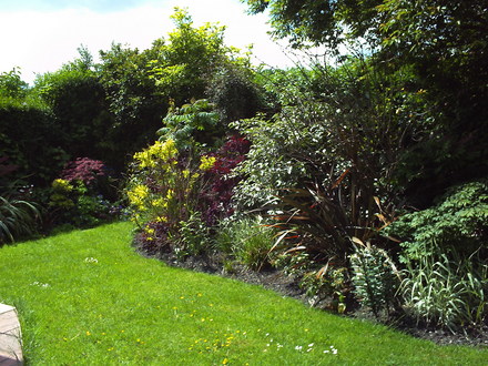 A garden flower photo