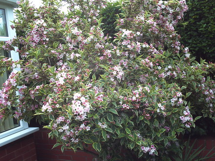 A garden flower photo
