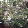 A garden flower photo