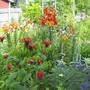 Lily Garden