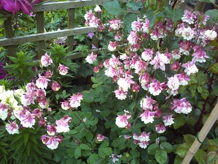 A garden flower photo