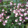 A garden flower photo