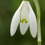 snow drop